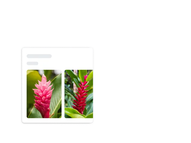 빨간색 생강으로 식별되는 빨간색 뾰족한 식물을 둘러싸고 있는 정사각형의 둥근 흰색 모서리